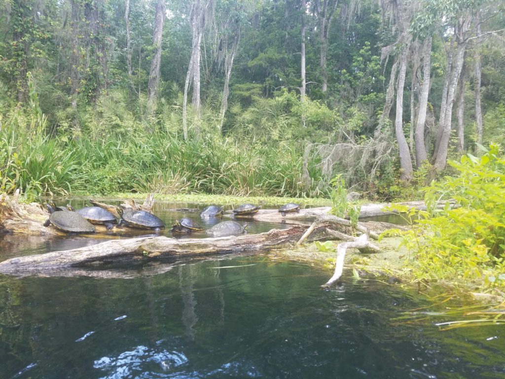 Turtles on a Log