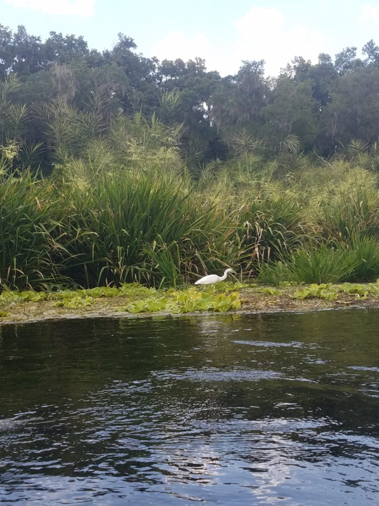 White Heron standing